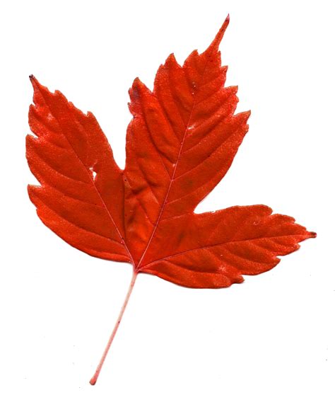 photo of a maple leaf